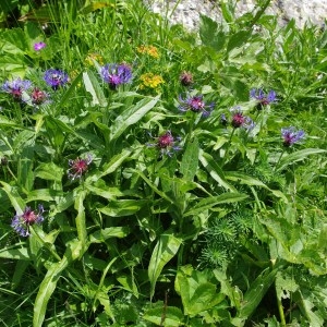 Photographie n°56863 du taxon Centaurea montana L. [1753]