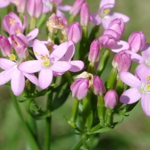 Photographie n°56866 du taxon Centaurium erythraea Rafn [1800]