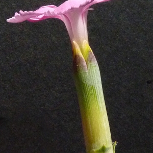 Photographie n°56869 du taxon Dianthus sylvestris var. godronianus (Jord.) Kerguélen [1987]