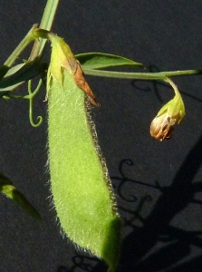 Bertrand BUI, le 15 juin 2011 (Septèmes-les-Vallons (La Haute Bédoule))