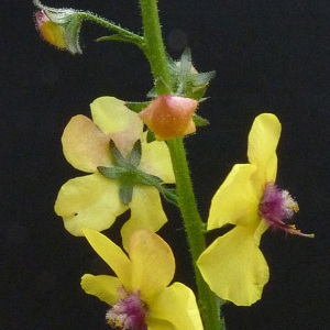 Photographie n°56874 du taxon Verbascum blattaria L. [1753]