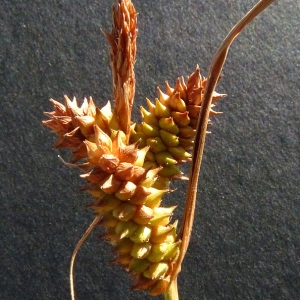 Photographie n°56876 du taxon Carex viridula Michx. [1803]