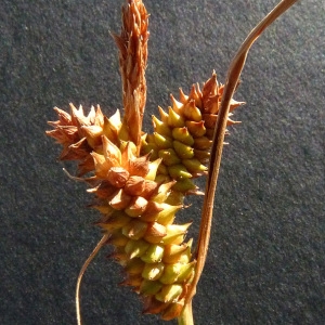  - Carex viridula Michx. [1803]