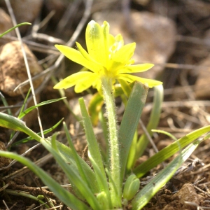 Photographie n°56892 du taxon Gagea granatellii (Parl.) Parl. [1845]