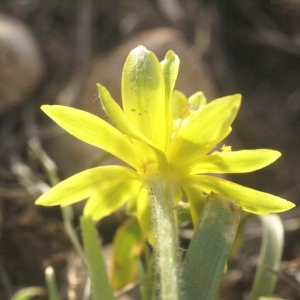 Photographie n°56893 du taxon Gagea granatellii (Parl.) Parl. [1845]