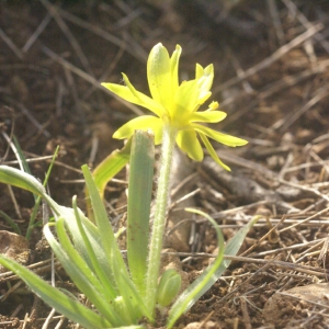 Photographie n°56895 du taxon Gagea granatellii (Parl.) Parl. [1845]