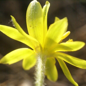 Photographie n°56896 du taxon Gagea granatellii (Parl.) Parl. [1845]