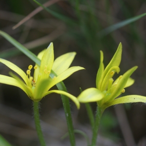 Photographie n°56899 du taxon Gagea granatellii (Parl.) Parl. [1845]