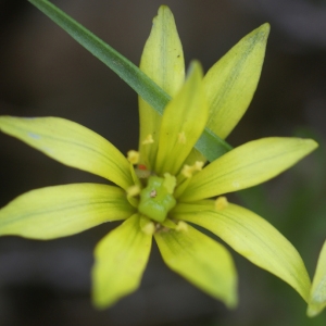 Photographie n°56900 du taxon Gagea granatellii (Parl.) Parl. [1845]