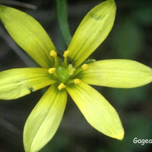 Photographie n°56902 du taxon Gagea granatellii (Parl.) Parl. [1845]