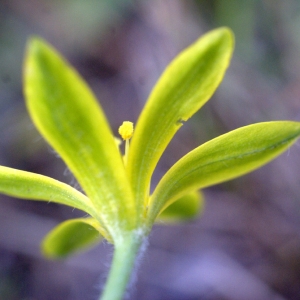 Photographie n°56903 du taxon Gagea granatellii (Parl.) Parl. [1845]