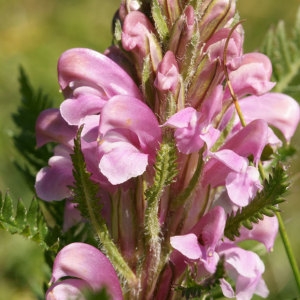 Pedicularis comosa subsp. asparagoides (Lapeyr.) P.Fourn. (Pédiculaire fausse asperge)