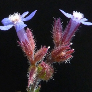 Photographie n°56911 du taxon Anchusa italica Retz. [1779]