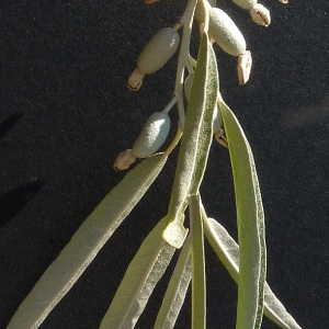Photographie n°56917 du taxon Elaeagnus angustifolia L. [1753]