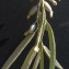  Bertrand BUI - Elaeagnus angustifolia L. [1753]