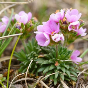 Photographie n°56921 du taxon Androsace carnea L. [1753]