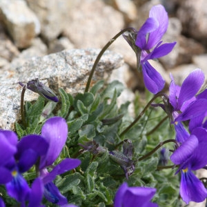 Photographie n°56924 du taxon Viola diversifolia (Ging.) W.Becker [1903]