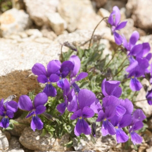 Viola diversifolia (Ging.) W.Becker (Pensée de Lapeyrouse)