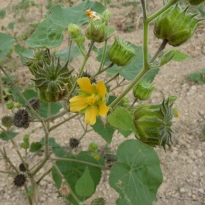 Photographie n°56949 du taxon Abutilon theophrasti Medik.