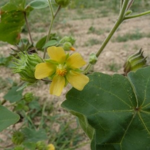 Photographie n°56950 du taxon Abutilon theophrasti Medik.