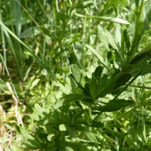 Photographie n°56955 du taxon Achillea ageratum L. [1753]