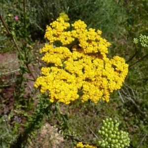 Photographie n°56956 du taxon Achillea ageratum L. [1753]