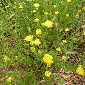 Photographie n°56957 du taxon Achillea ageratum L. [1753]