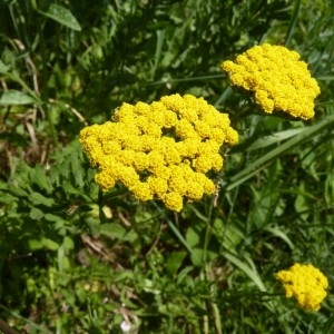 Photographie n°56958 du taxon Achillea ageratum L. [1753]