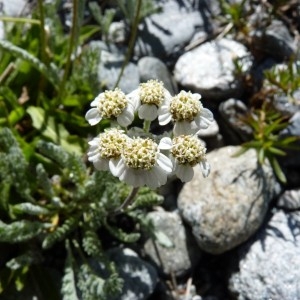 Photographie n°56965 du taxon Achillea nana L. [1753]