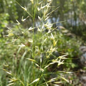 Photographie n°56973 du taxon Achnatherum calamagrostis (L.) P.Beauv. [1812]