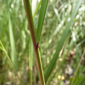 Calamagrostis argentea DC. (Calamagrostide argentée)