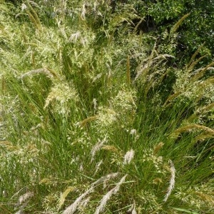 Photographie n°56975 du taxon Achnatherum calamagrostis (L.) P.Beauv. [1812]