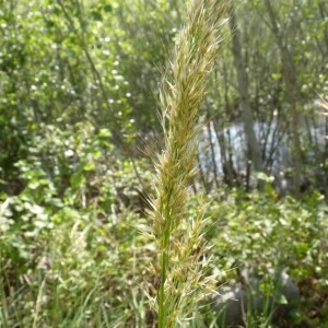 Photographie n°56976 du taxon Achnatherum calamagrostis (L.) P.Beauv. [1812]