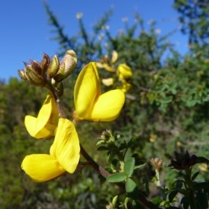 Adenocarpus telonensis subsp. complicatus sensu Bonnier & Layens (Adénocarpe de Laínz)