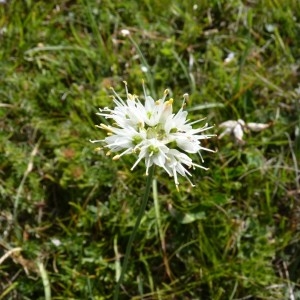 Photographie n°57008 du taxon Allium ericetorum Thore [1803]