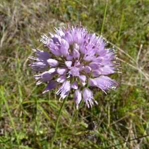 Photographie n°57011 du taxon Allium lusitanicum Lam. [1783]