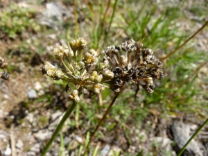 Mathieu MENAND, le 20 septembre 2011 (Sauveterre-de-Comminges)