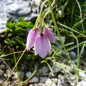 Photographie n°57013 du taxon Allium narcissiflorum Vill. [1779]