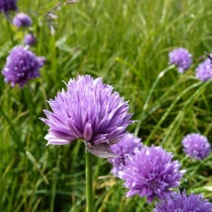 Photographie n°57017 du taxon Allium schoenoprasum L. [1753]