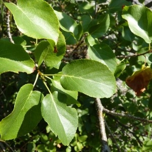 Photographie n°57024 du taxon Alnus cordata (Loisel.) Duby [1828]