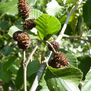 Photographie n°57027 du taxon Alnus incana (L.) Moench [1794]