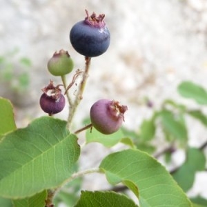 Photographie n°57044 du taxon Amelanchier ovalis Medik. [1793]