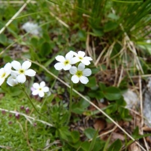 Photographie n°57059 du taxon Androsace obtusifolia All. [1785]