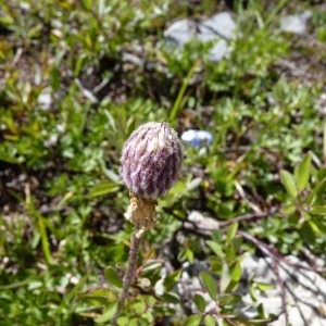 Photographie n°57062 du taxon Anemone baldensis L. [1767]