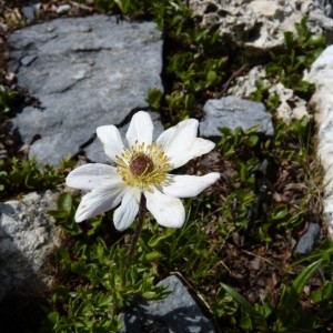  - Anemone baldensis L. [1767]