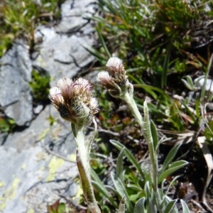 Photographie n°57066 du taxon Antennaria carpatica (Wahlenb.) Bluff & Fingerh. [1825]