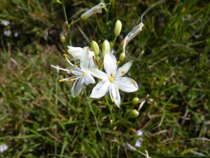 Mathieu MENAND, le 28 août 2011 (Roquefixade)