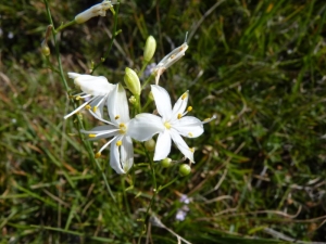 Mathieu MENAND, le 28 août 2011 (Roquefixade)