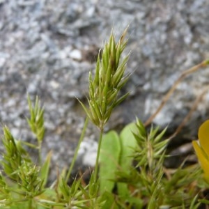 Photographie n°57072 du taxon Anthoxanthum aristatum Boiss. [1842]