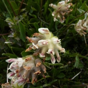  - Anthyllis vulneraria subsp. valesiaca (Beck) Guyot [1921]
